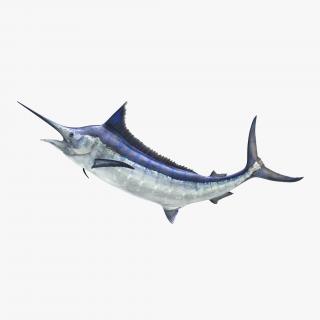 3D Blue Marlin Pose 2 model