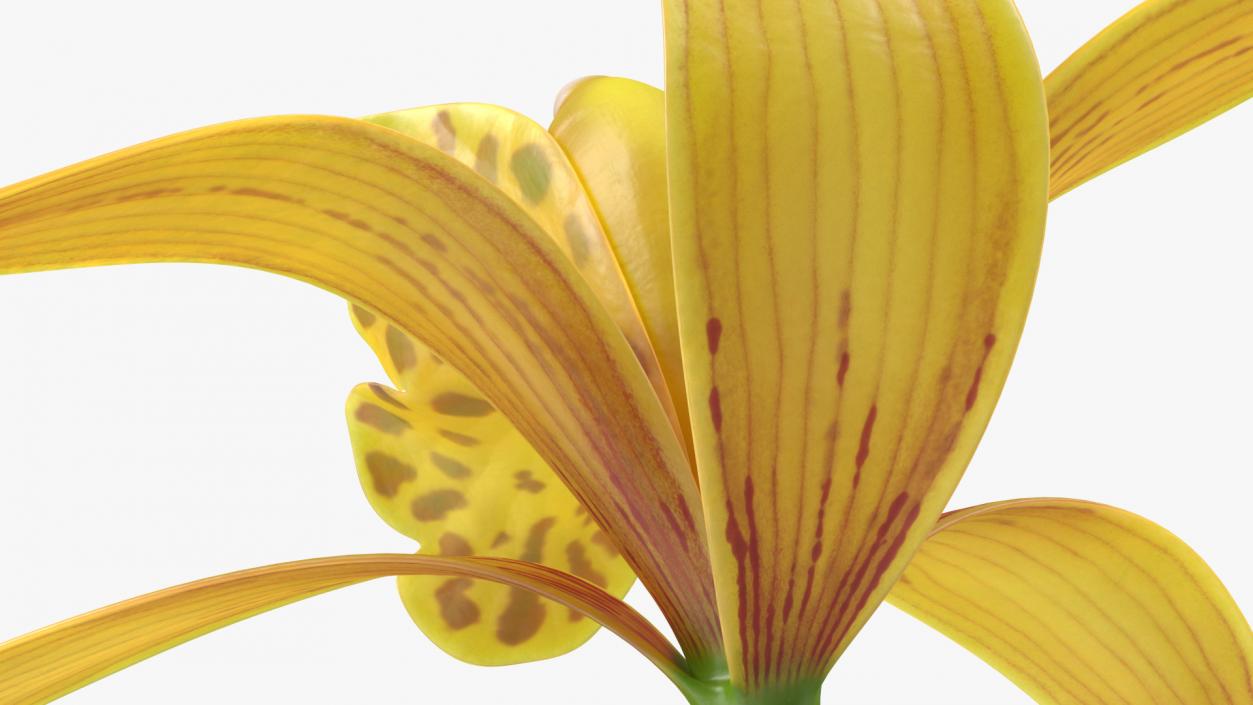 3D model Cymbidium Orchid Flower Yellow