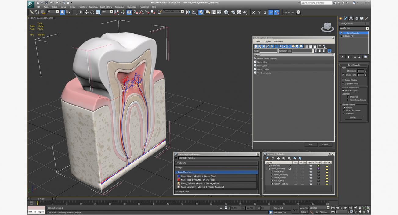 Human Tooth Anatomy 3D model