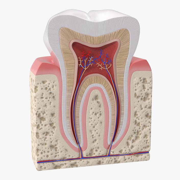 Human Tooth Anatomy 3D model