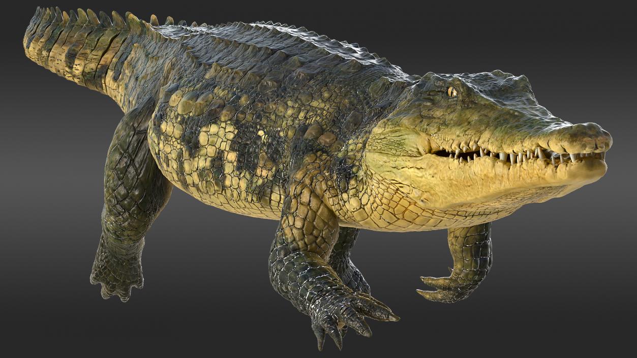 3D Animated Crocodile Swiming Rigged model