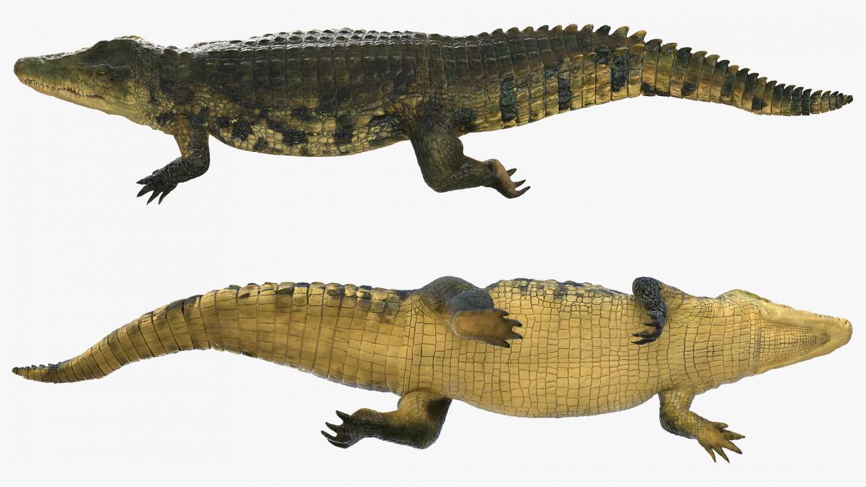 3D Animated Crocodile Swiming Rigged model
