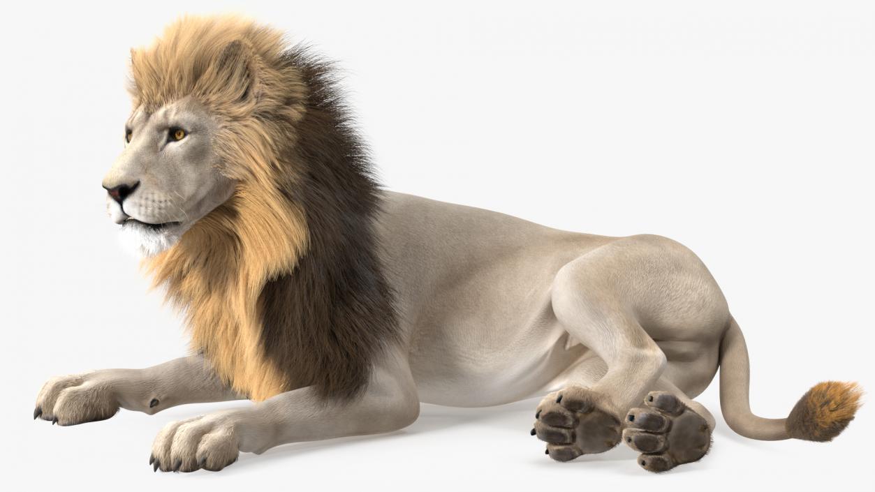 3D White Male Lion Fur Rigged