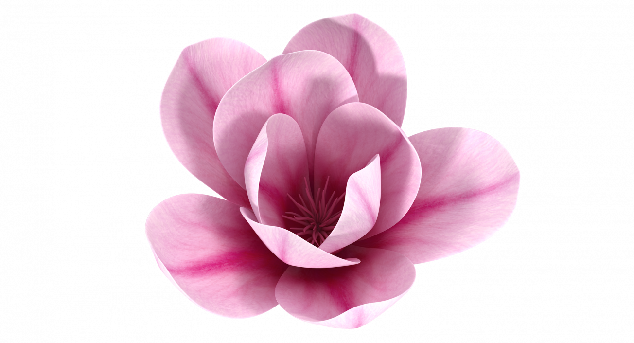 3D model Magnolia Flower