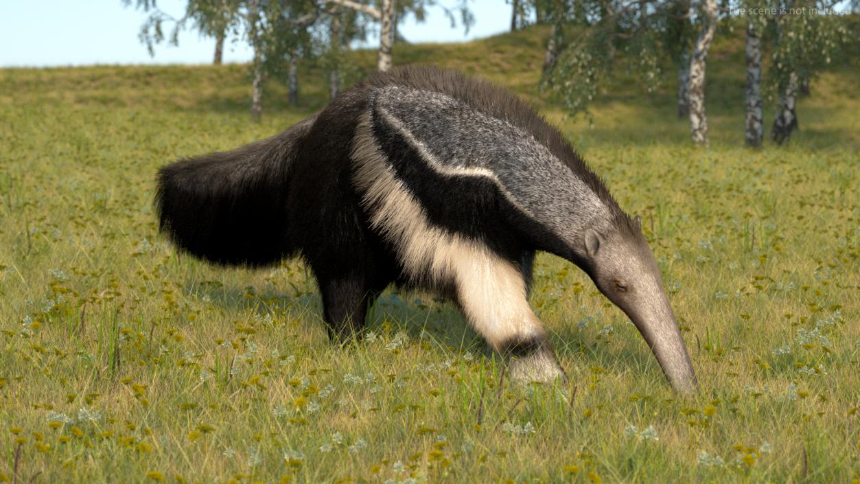 3D model Anteater Walking Pose Fur