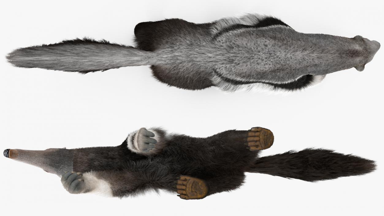 3D model Anteater Walking Pose Fur
