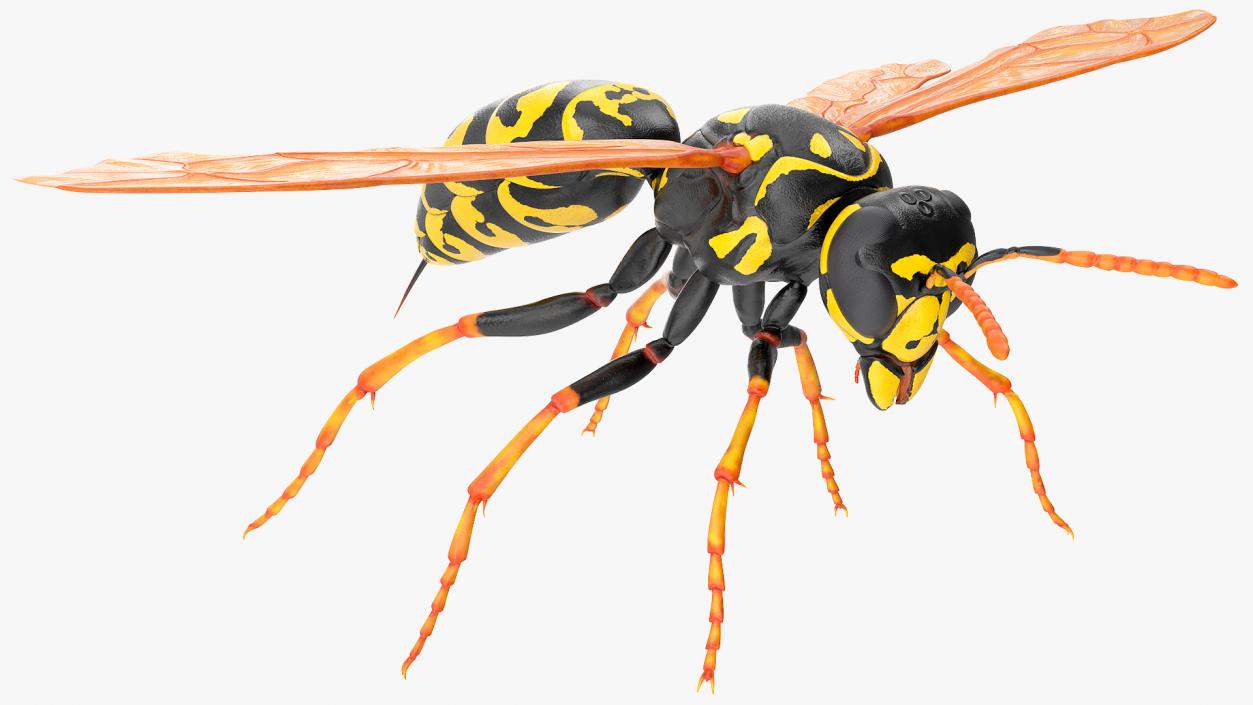 Paper Wasp Rigged 3D