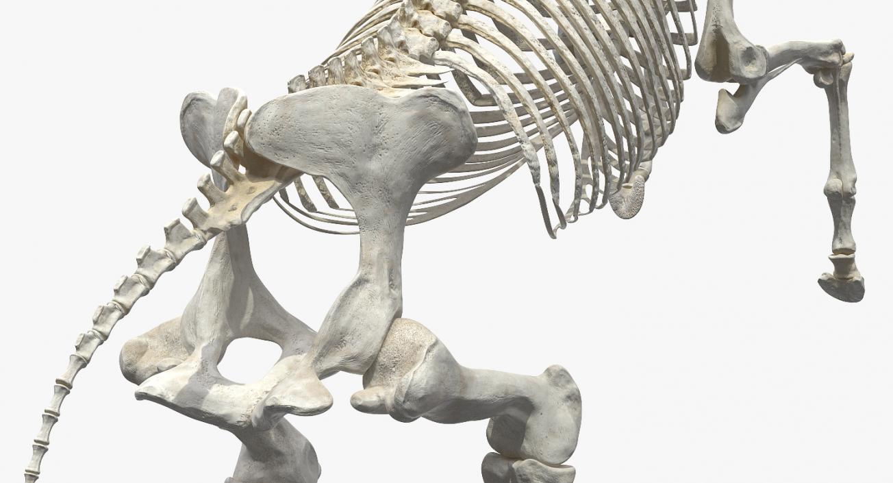 Rearing Horse Skeleton 3D