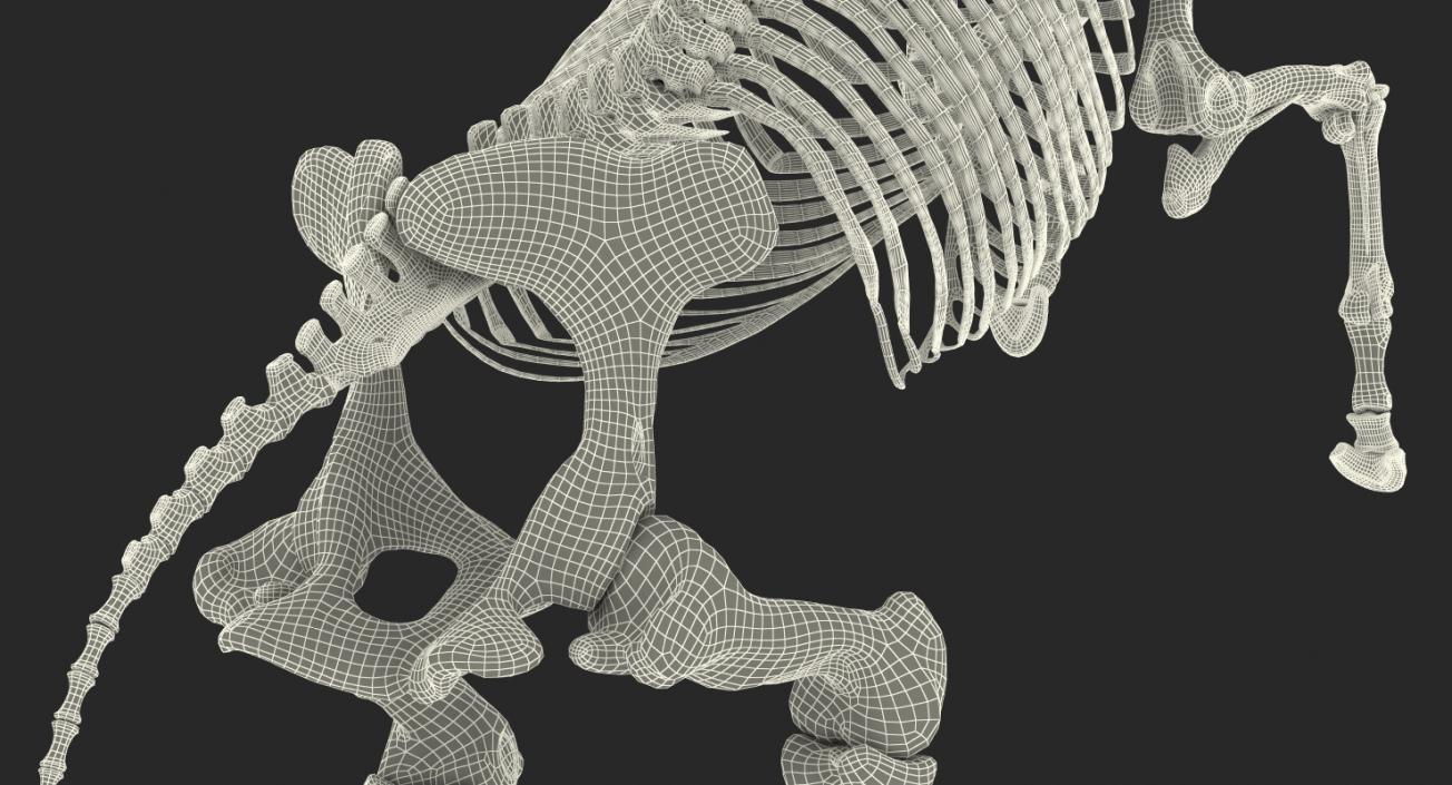 Rearing Horse Skeleton 3D