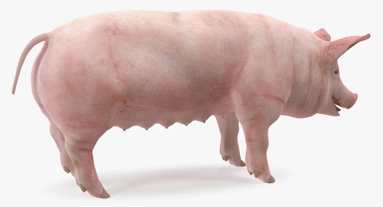3D Pig Sow Landrace Rigged model