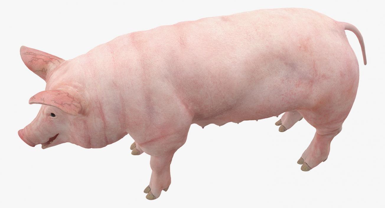 3D Pig Sow Landrace Rigged model