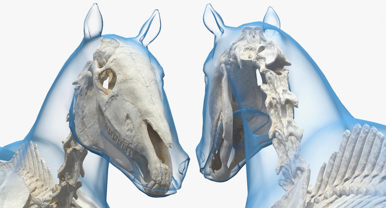 3D Horse Envelope with Skeleton Neutral Pose