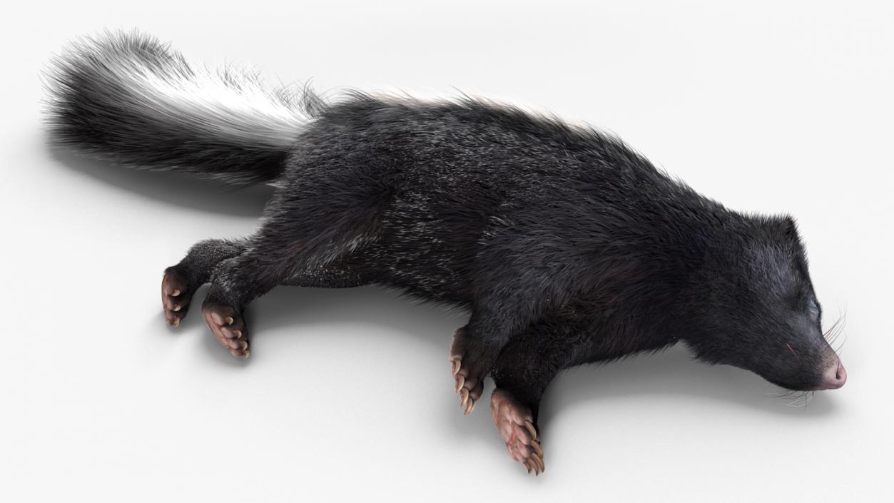 3D Animal Skunk Fur Rigged model