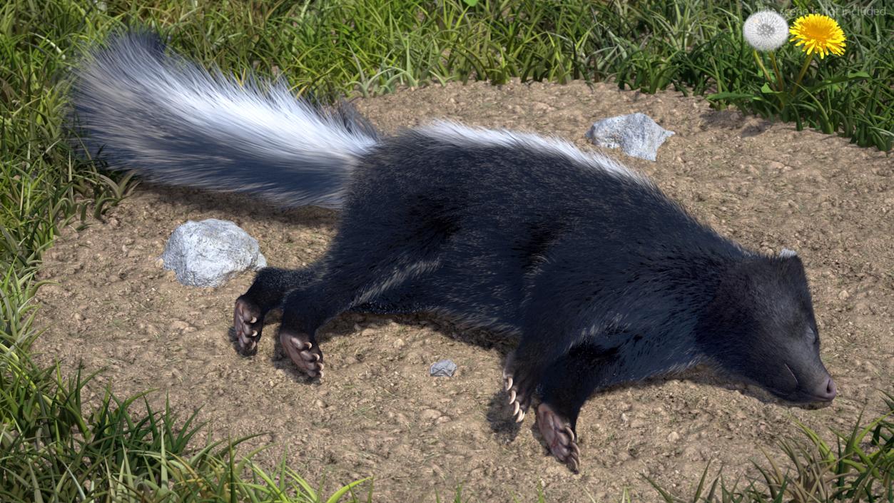 3D Animal Skunk Fur Rigged model