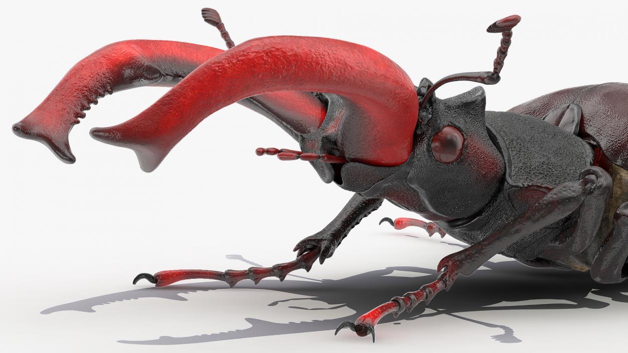 Lucanus Cervus Stag Beetle Walking Pose 3D model
