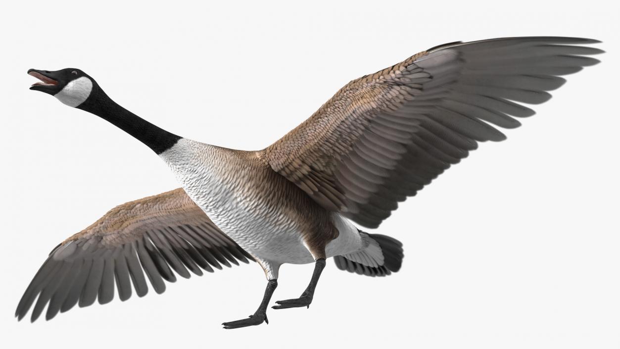 3D model Wild Goose