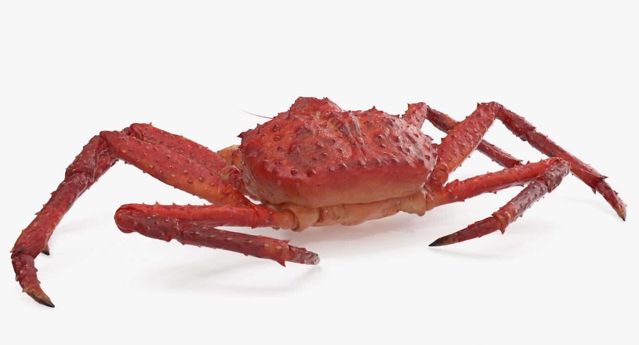 3D Red King Crab model