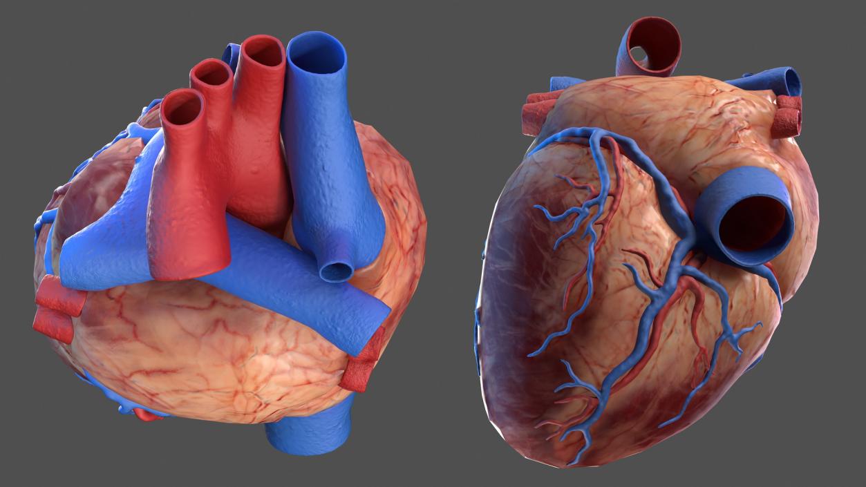 3D Human Heart