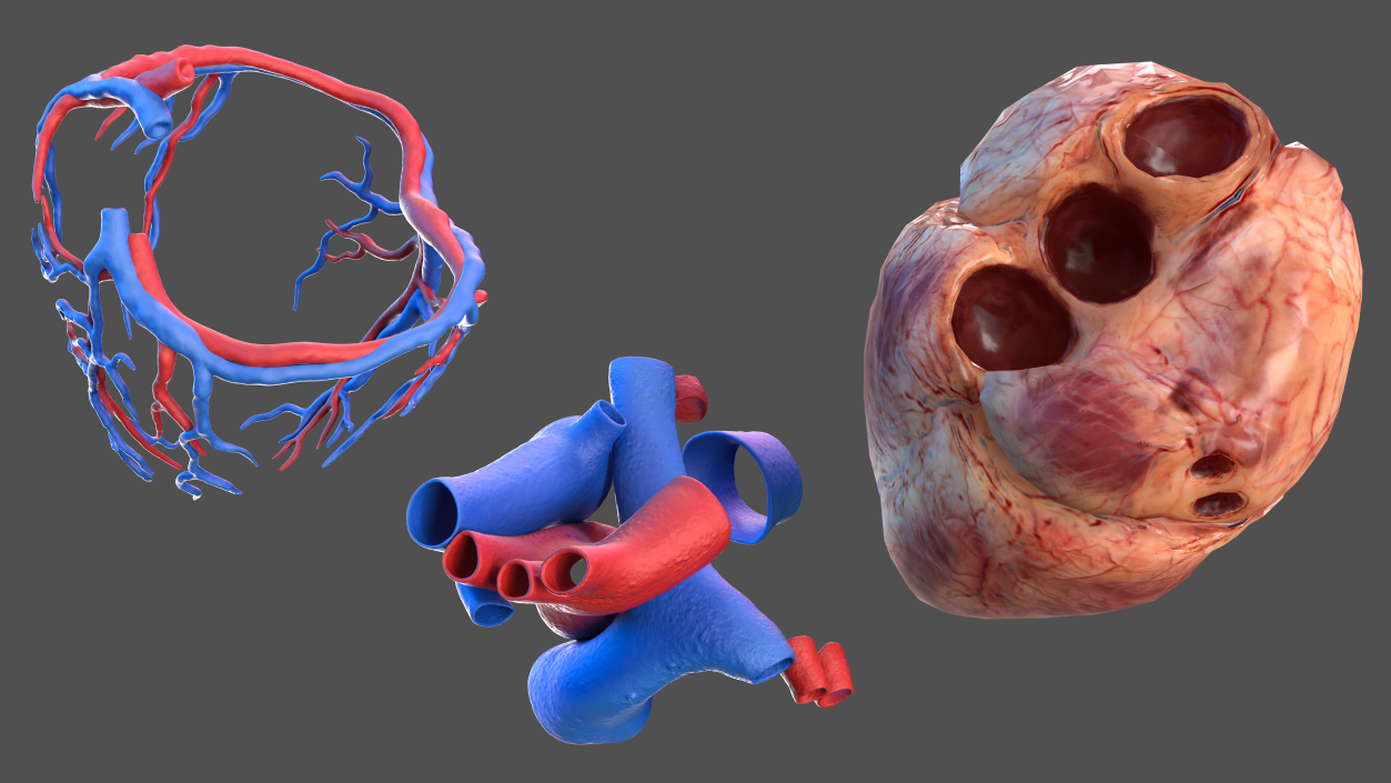 3D Human Heart