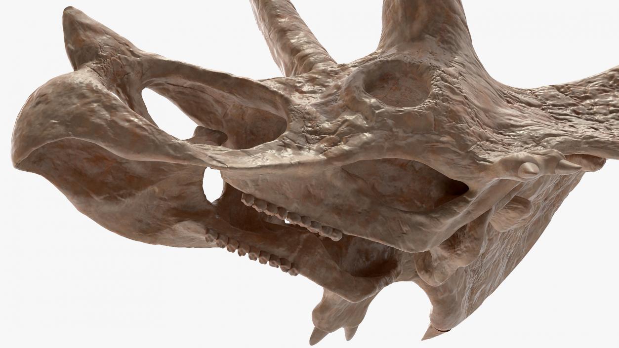 Triceratops Skull Part Fossil 3D model