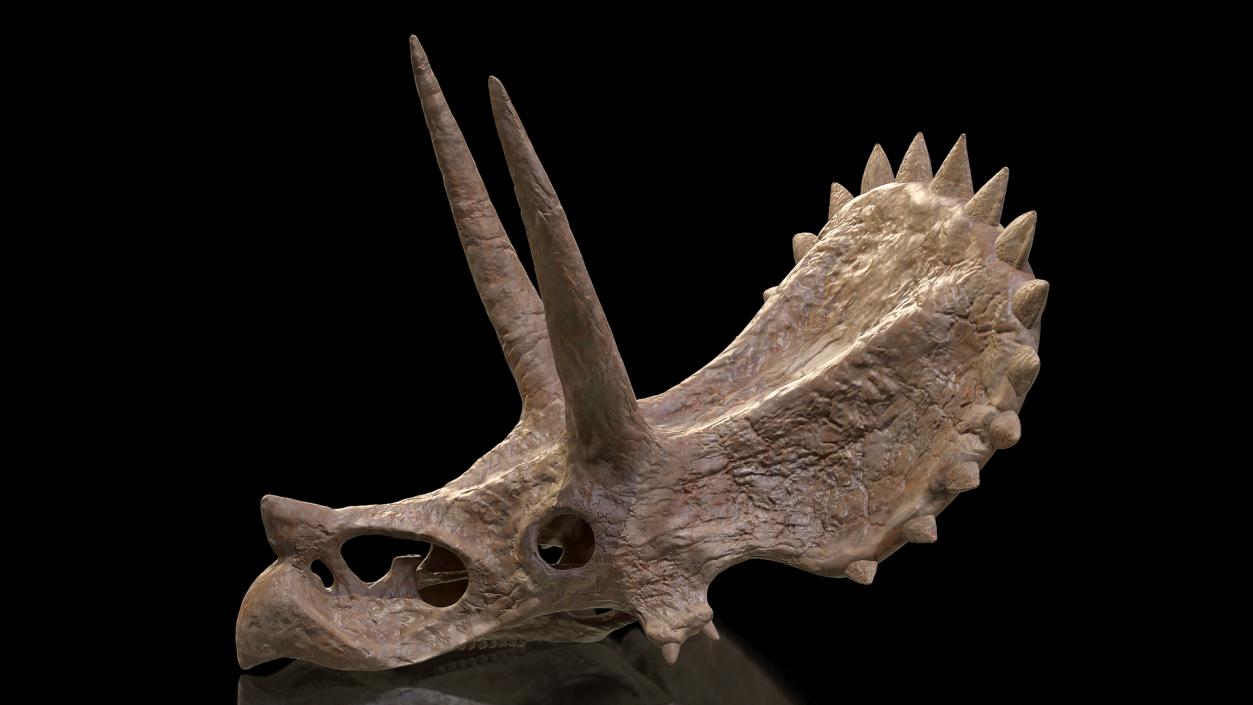 Triceratops Skull Part Fossil 3D model