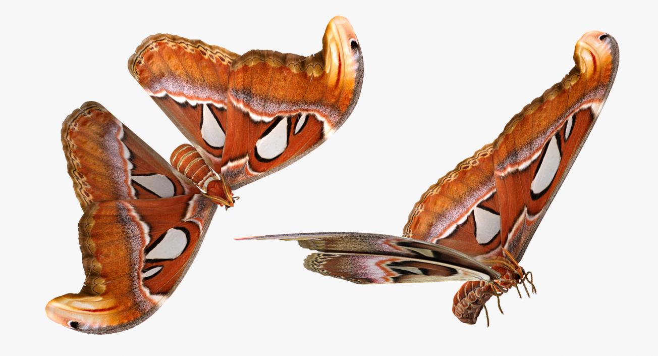 Atlas Moth Flying Pose 3D