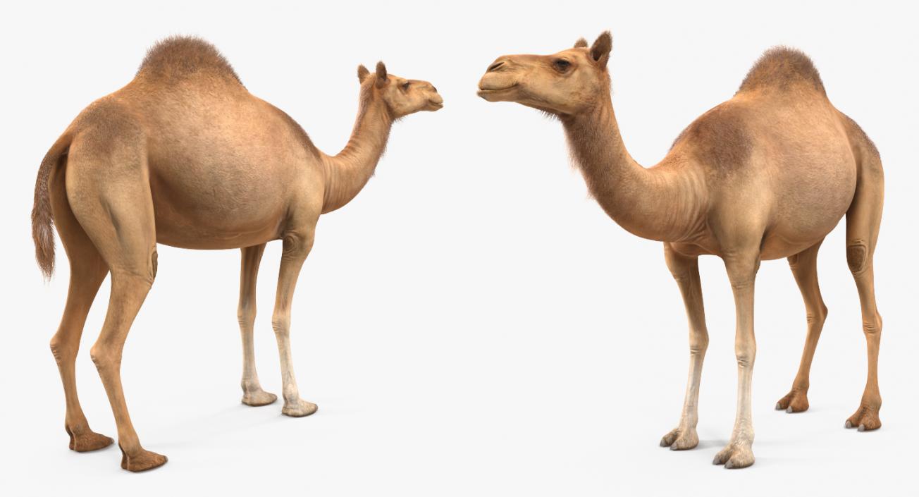 3D Camel Standing Pose with Fur model