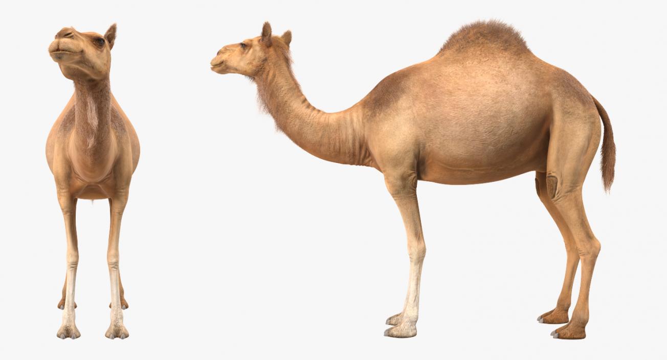 3D Camel Standing Pose with Fur model
