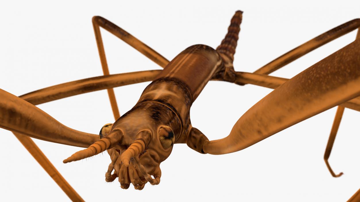 3D model Stick Insect Brown Rigged