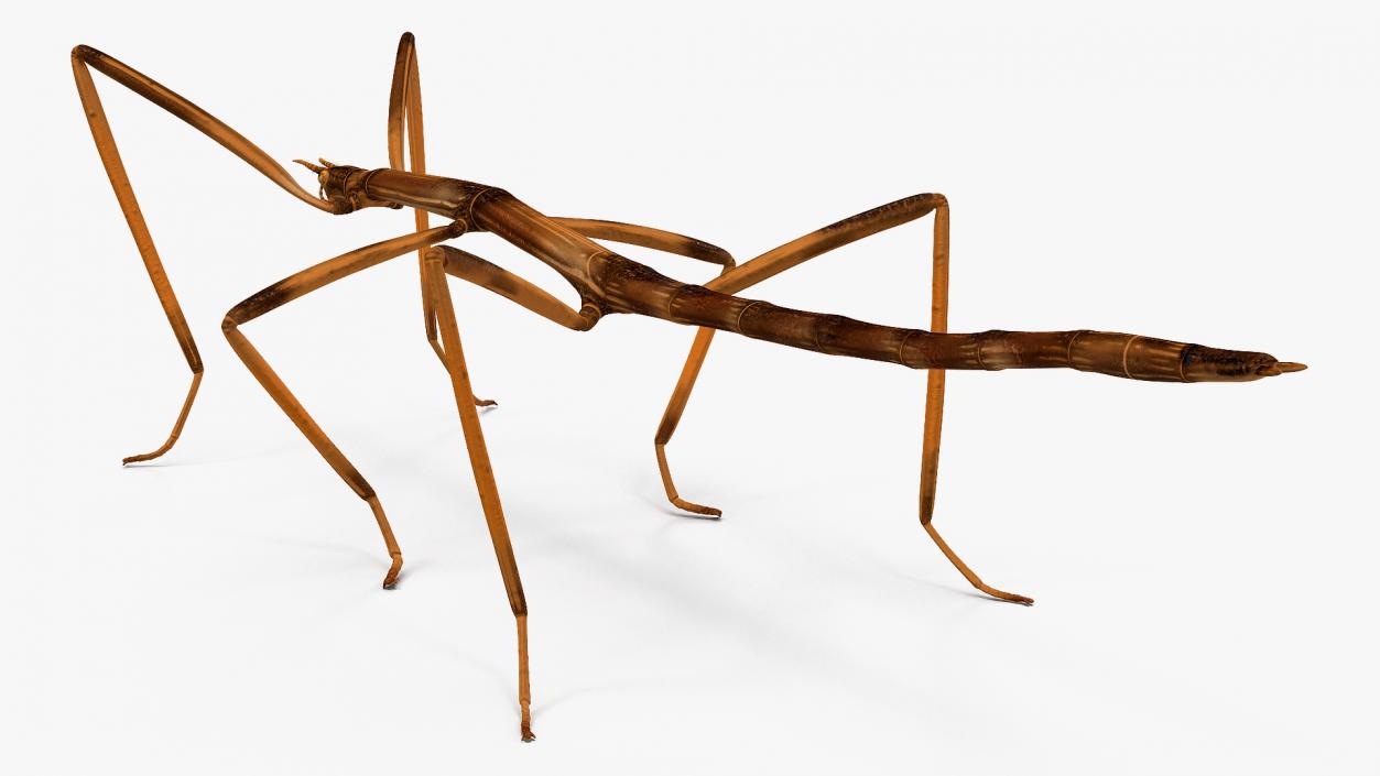 3D model Stick Insect Brown Rigged
