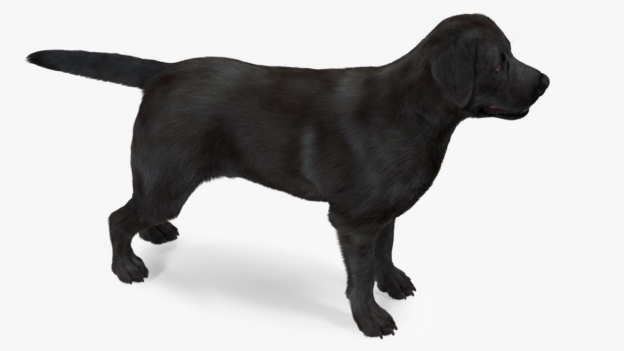 Labrador Dog Black Rigged Fur 3D model