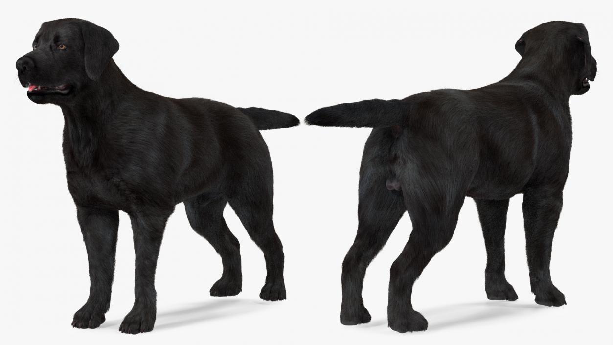 Labrador Dog Black Rigged Fur 3D model