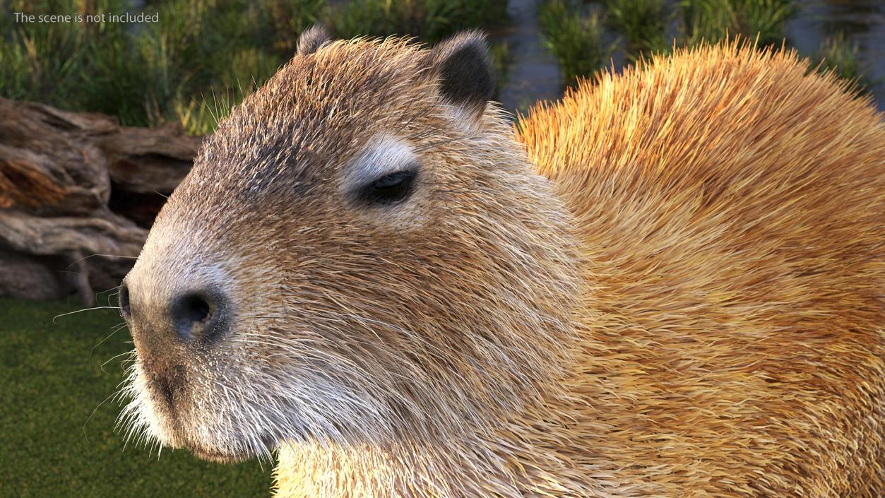 Capybara Fur Rigged 3D model