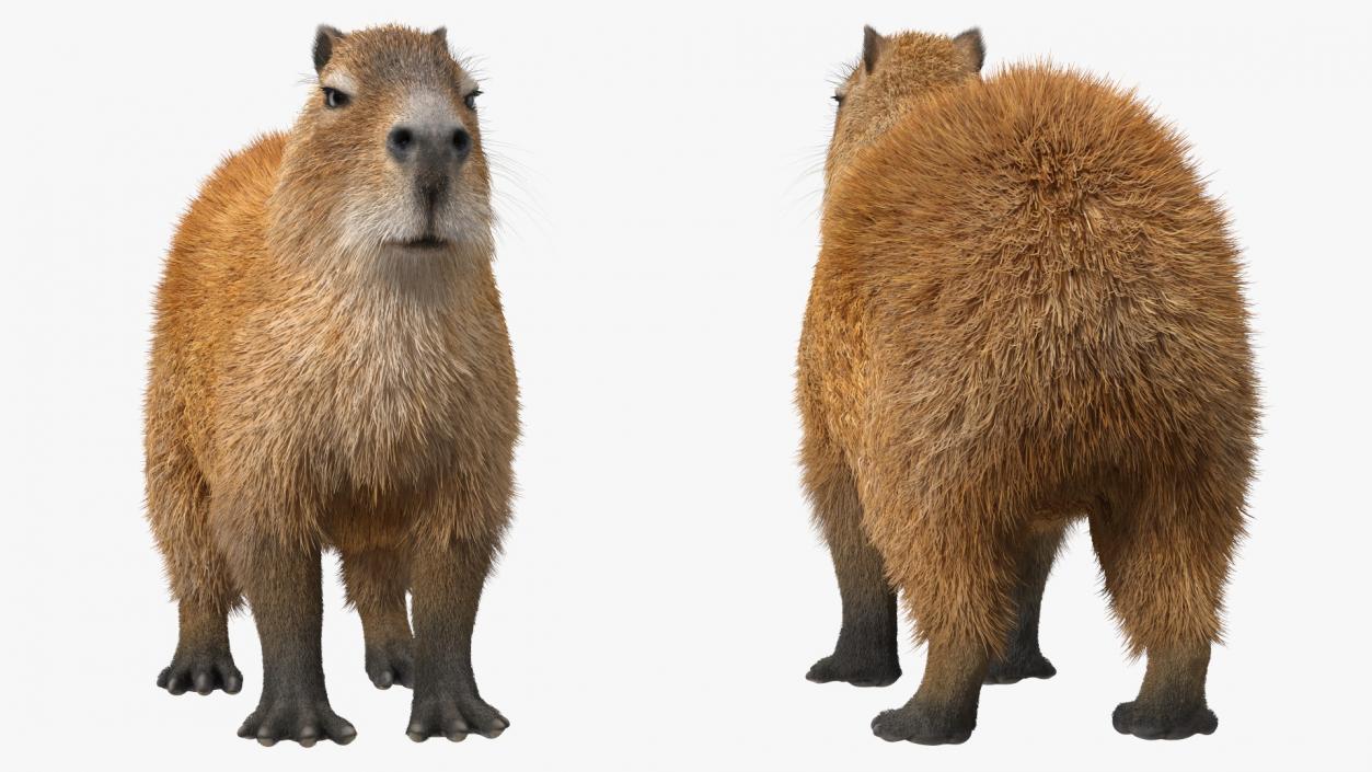Capybara Fur Rigged 3D model