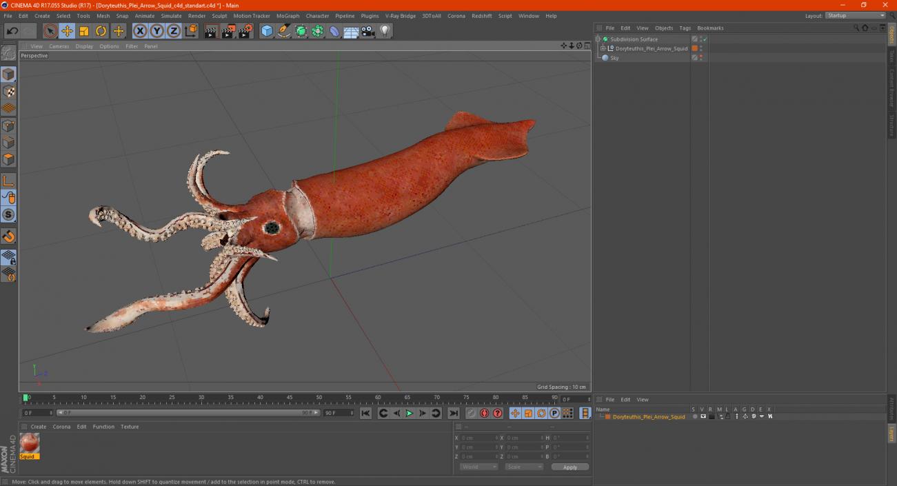 3D Doryteuthis Plei Arrow Squid model