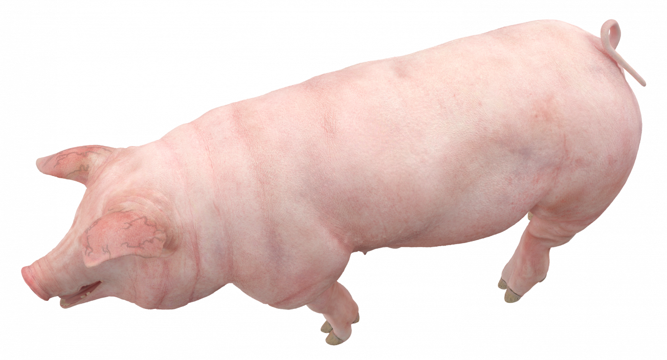 Pig Sow Landrace Walking Pose 3D model