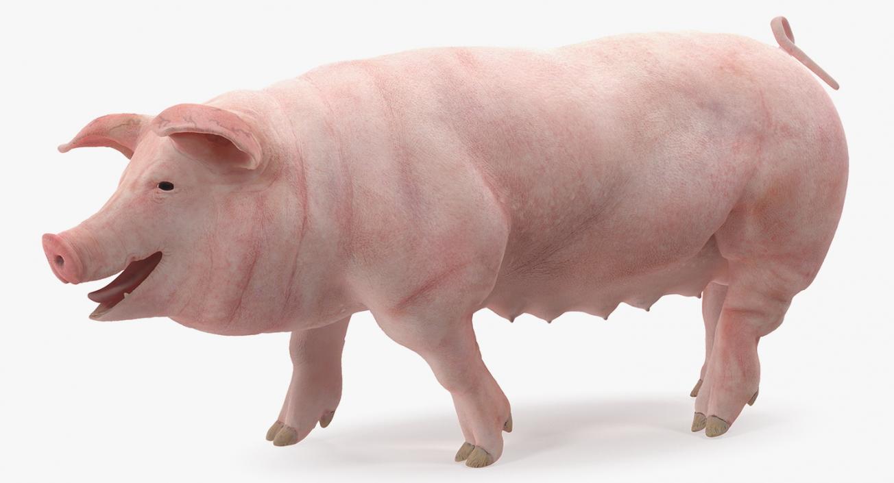 Pig Sow Landrace Walking Pose 3D model