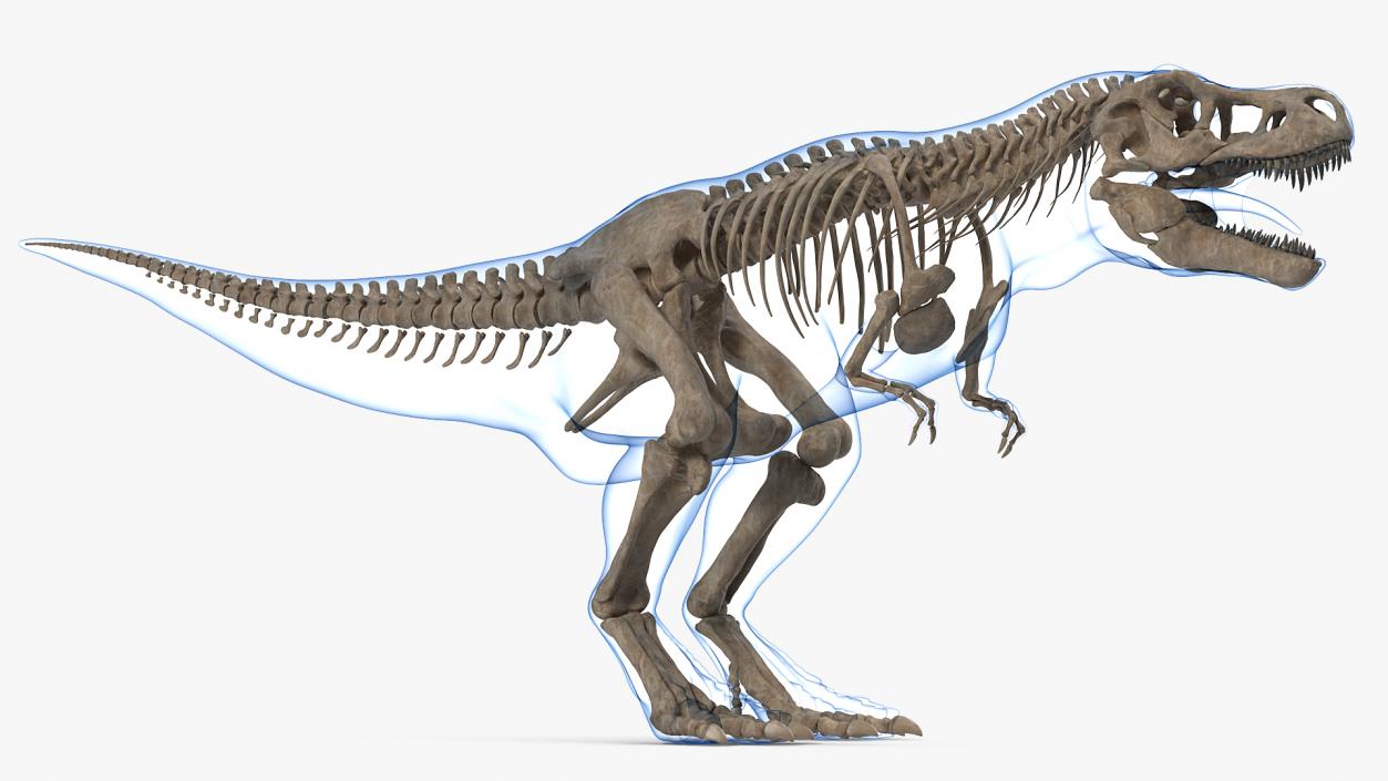 3D model Tyrannosaurus Rex Skeleton Fossil with Skin Rigged