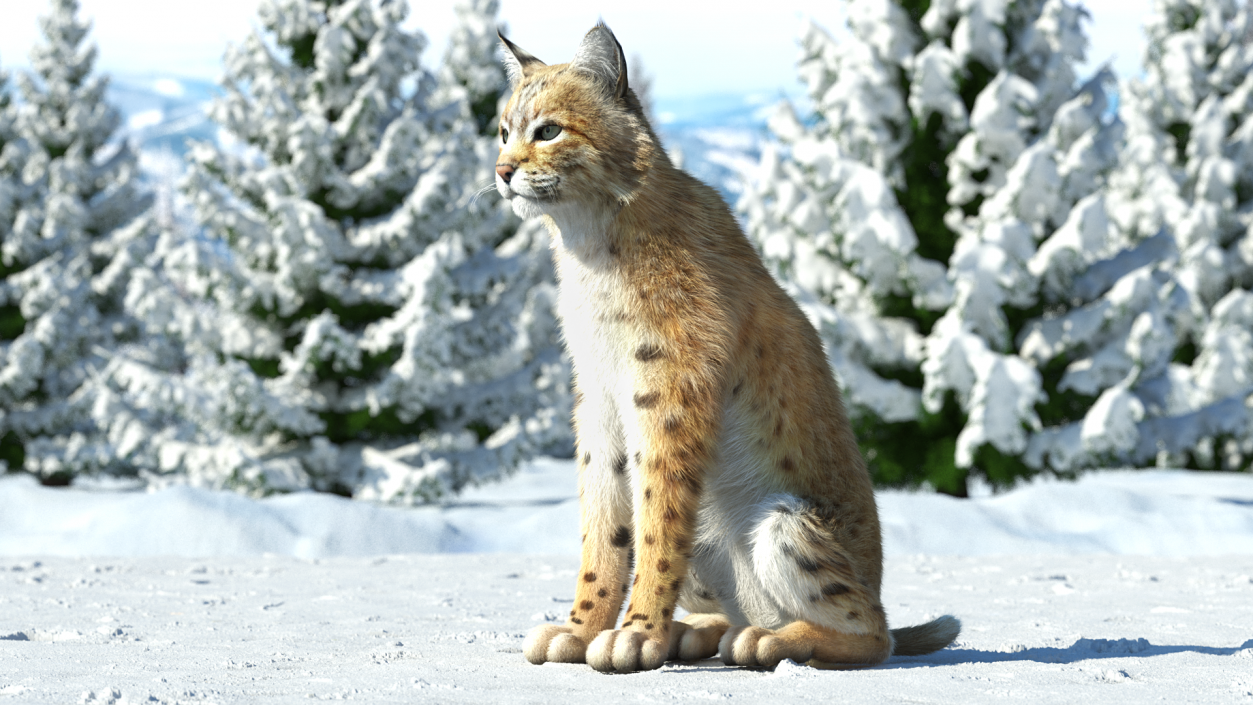 Bobcat Fur Rigged 3D