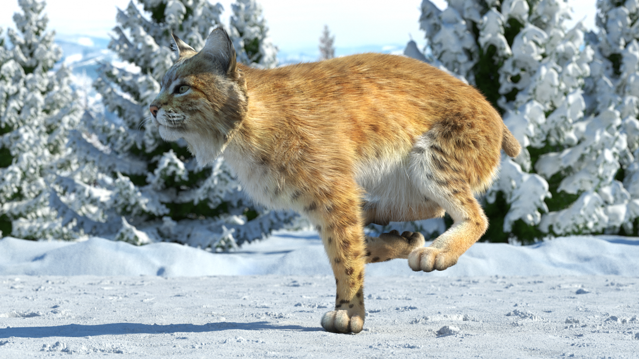 Bobcat Fur Rigged 3D