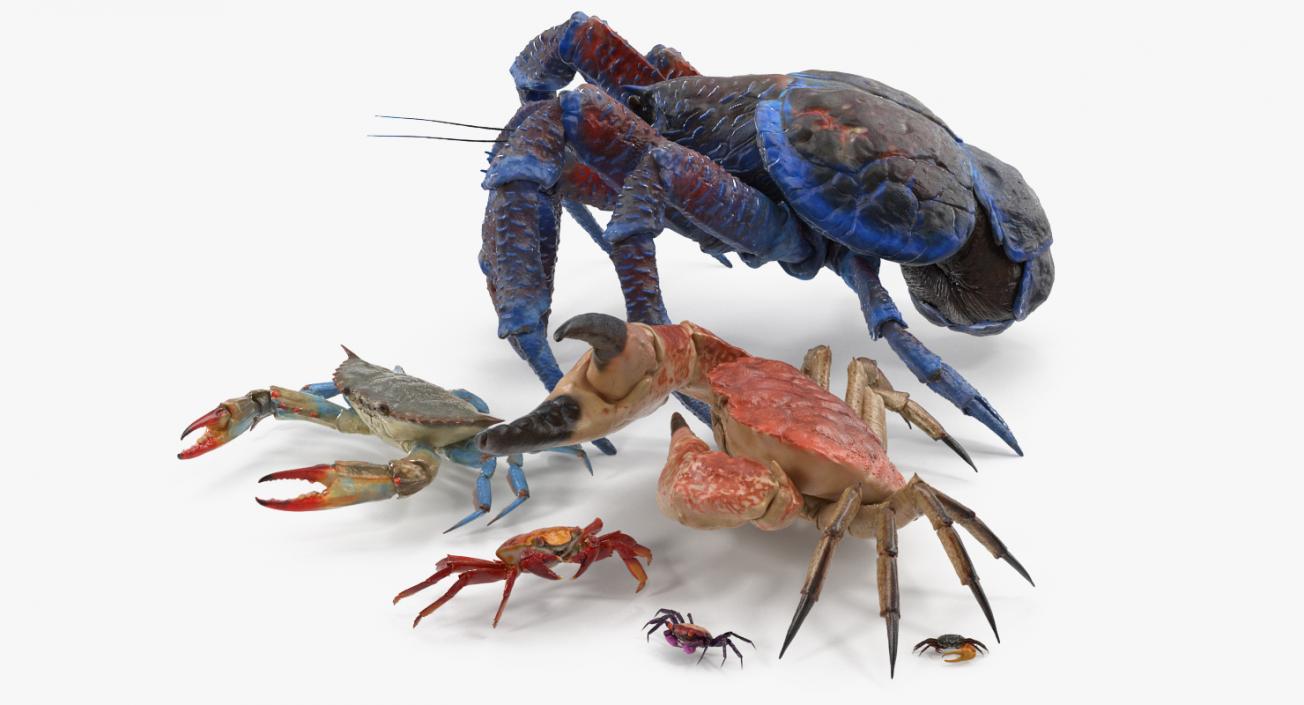 3D Crabs Collection 2 model