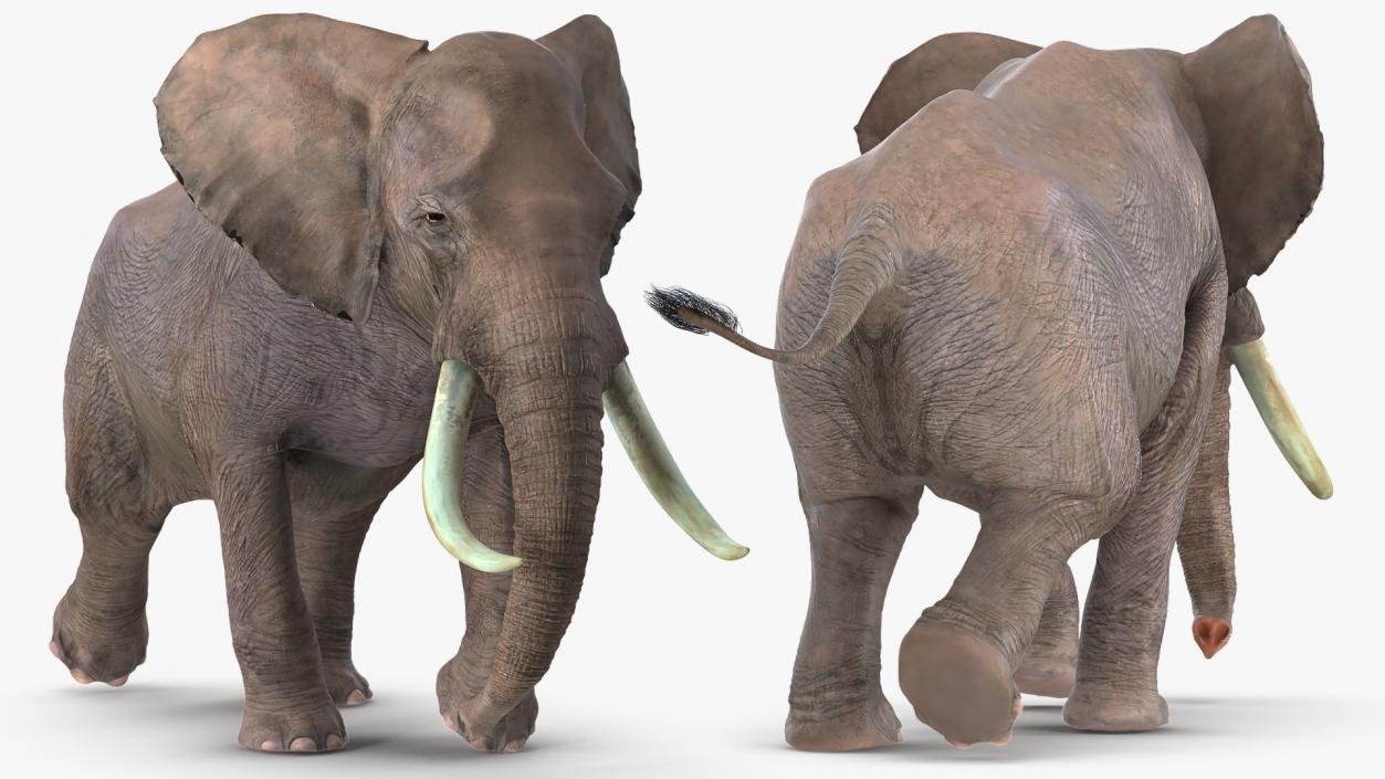 3D Animated Elephant Running Fur Rigged