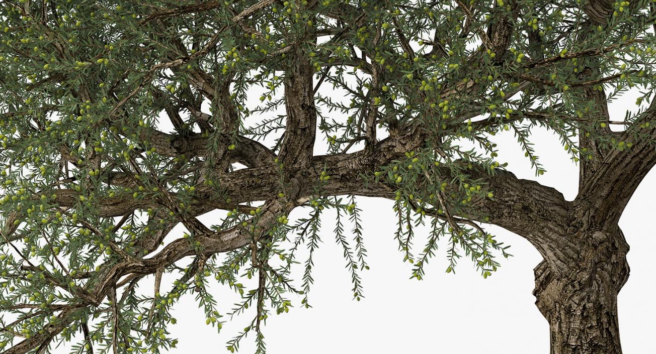 Olive Tree With Olives 3D
