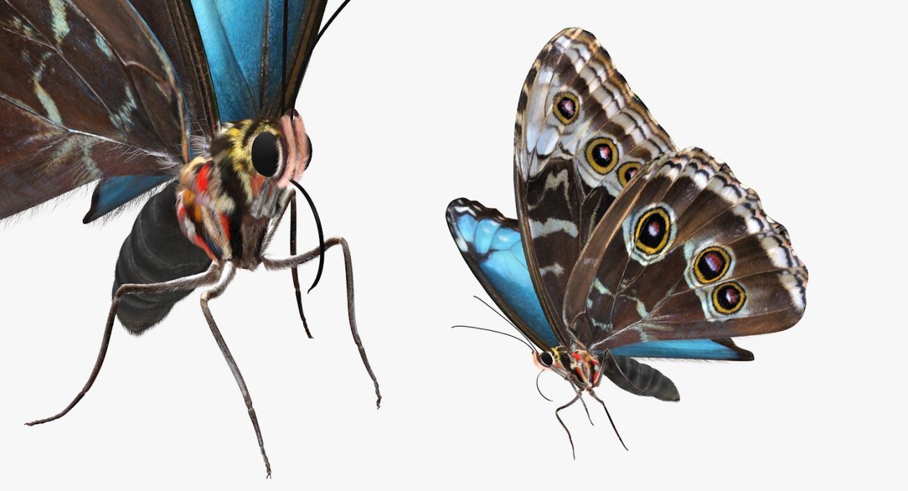 Peleides Blue Morpho Butterfly with Fur 3D model