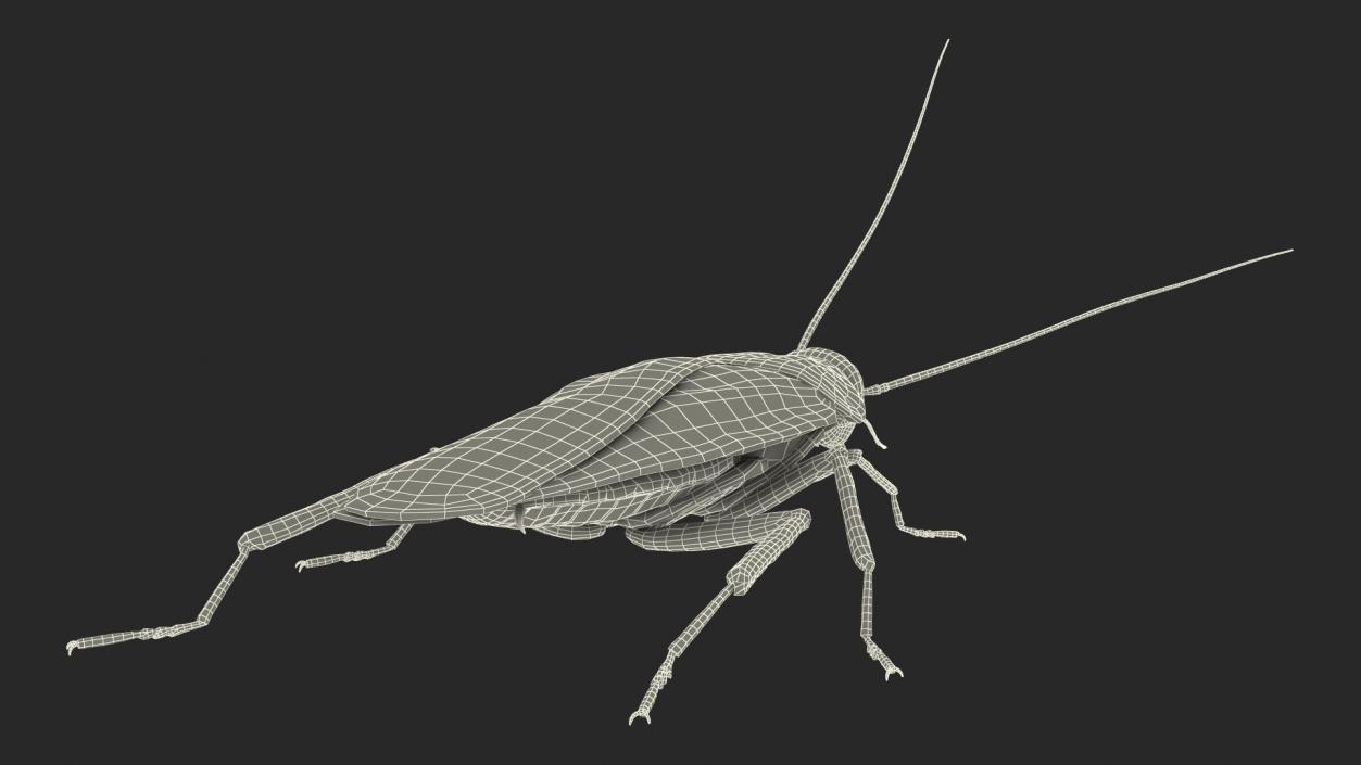 Animated Cockroach Creeps Rigged 3D