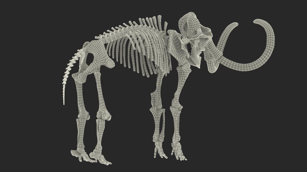 3D Mammoth Skeleton Old Bones