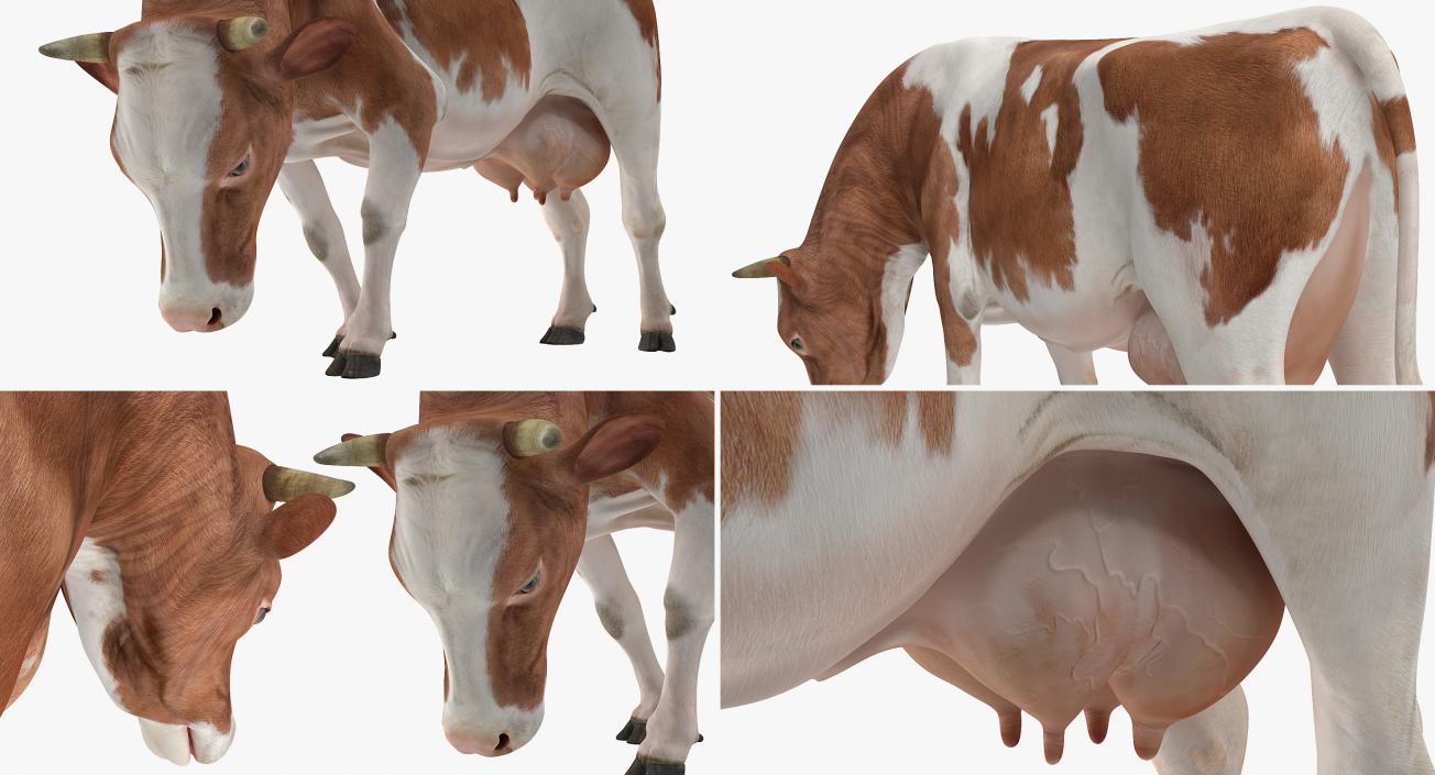 Holstein Cow Eating Pose 3D model