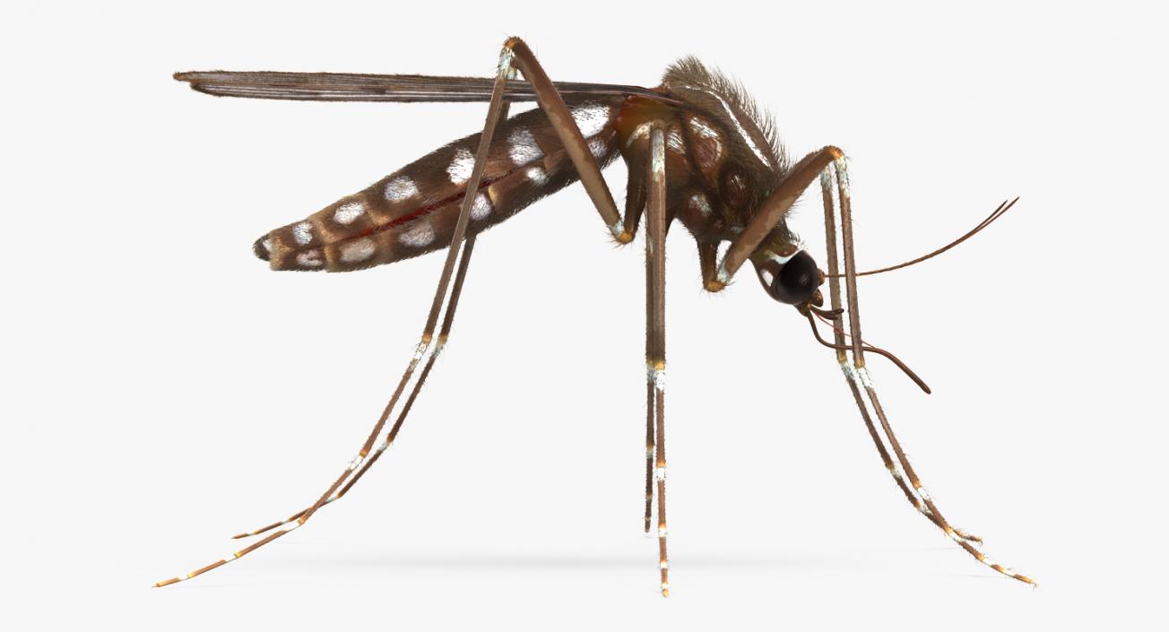 Mosquito Rigged with Fur 3D model