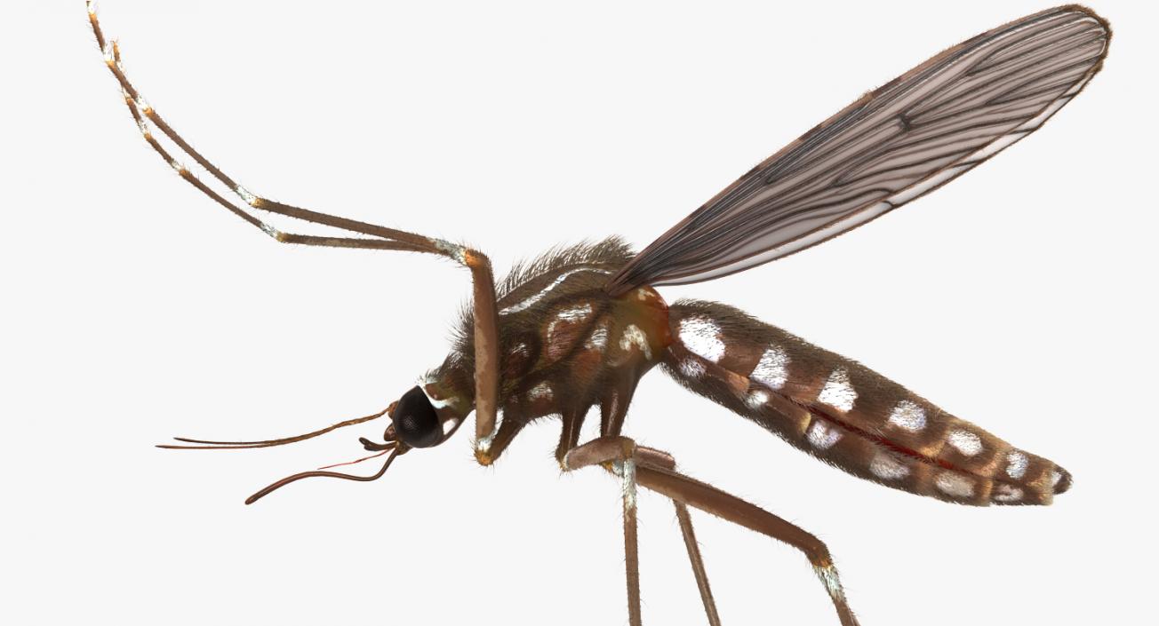 Mosquito Rigged with Fur 3D model