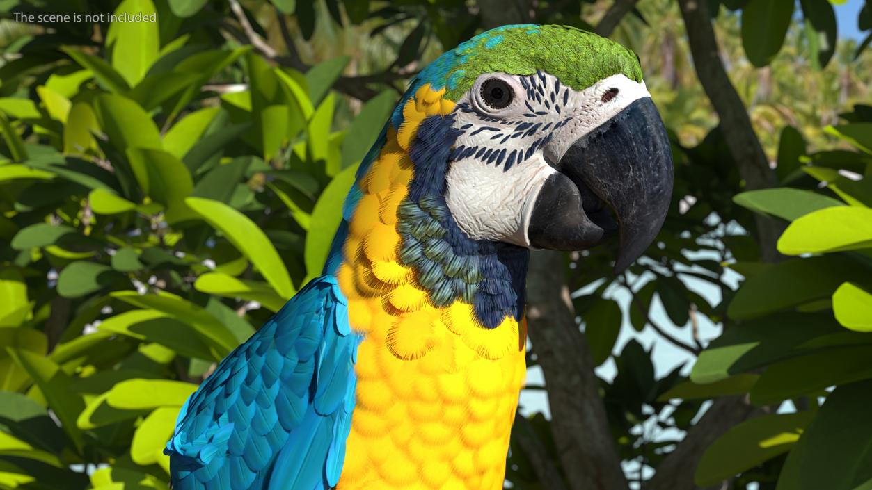 3D Blue and Yellow Macaw Parrot Head model